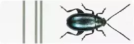 Klijavimo formelė (11 x 5 mm)