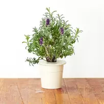 Click And Grow Click & Grow Smart Garden papildymas levandomis 3vnt
