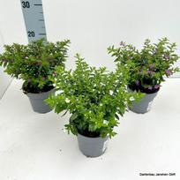 Lauko augalas kuprutė, Ø 10,5, 21 cm, lot. Cuphea