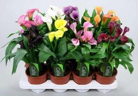 Vazoninis augalas kalija, Ø 11, 30 cm, lot. ZANTEDESCHIA
