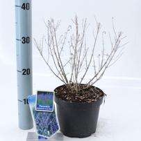 Lauko augalas mėlesas, daugiametis, Ø 17, 25 cm, lot. Perovskia blue