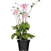 Lauko augalas plukė, Ø 17, 35 cm, lot. Anemone