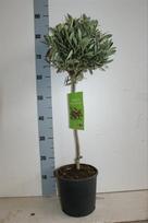 Dekoratyvinis krūmas, alyvmedis europinis, vazonėlio skersmuo 21 cm.
