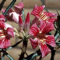 5 Seeds of ADENIUM SOMALENSE Variety 'CRISPUM'  Desert Rose  fresh seeds