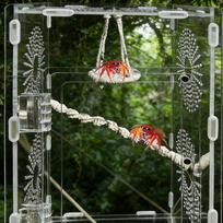 Jumping Spider Enclosure Accessories Hangable Rope Climbing Swing Jumping Spider Terrarium Decor For Terrarium Breeding Geckos China Mainland