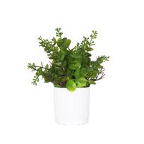 Green Fern Grass Artificial Bonsai Green Grass White Flowerpot Desktop Ornament Photo Props Waterproof Simulation Plant Potted