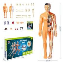 Interactive Human Body Model For Kids Body