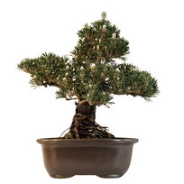 Japoniška juodoji pušis (Pinus Tumbergi) ,,Kotobuki" P23