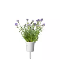 Click And Grow Click & Grow Smart Garden papildymas levandomis 3vnt