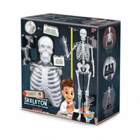 Žaidimas anatomijos laboratorija, skeletas Buki Giant, balta sp.
