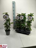 Kambarinis augalas, pasiflora "Caerulea", vazonėlio skersmuo 12 cm.