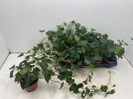 Vijoklinis augalas, gebenė , vazonėlio skersmuo 13 cm.