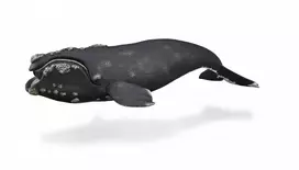 Collecta Figūrėlė - Banginis