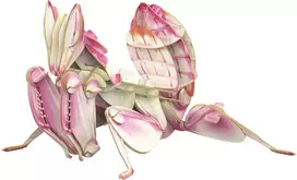 MAKEBUG 3D popierinė delionė Orchidėjinis maldininkas, MB-B-0003