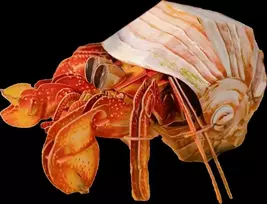 MAKEBUG 3D popierinė delionė Krabas atsiskyrėlis, MB-B-0008