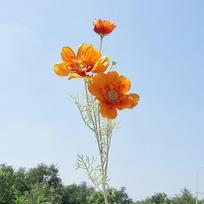 77CM Length Artificial Cosmos Flower Branch Elegant Design Fake Flowers  Photography Background Orange