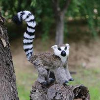 13 '' Lemur Model Wild Animals Outdoor Lawn Decoration