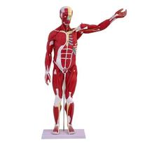 80CM Human Whole-body Muscle Model Visceral Organ Anatomy Tissue Disassembly Movement Muscle and Visceral Anatomy