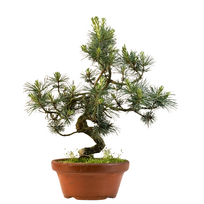 Pinus Sylvestris baltoji pušis bonsai P16 (16P04)