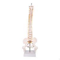 Spine Model Spinal Cord Learning,Education Tool,Scientific 45cm Vertebral Column for