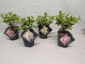 Dekoratyvinis krūmas, hortenzija šluotelinė,  įvairios,  vazonėlio skersmuo 14 cm.