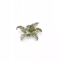 Gamers Grass : Lazeriniai augalai - Bracken - Papartis
