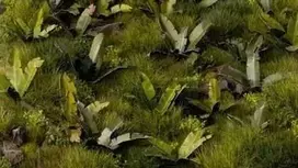 Gamers Grass Gamers Grass: Lazeriniai augalai - Banana Medis - Banana Medis