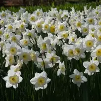 Narcizai "Ice Follies" - 20 vnt.