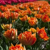 Orange Bijūninė tulpė "Oranžinis Princess" - 20 vnt.