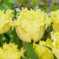 Pilnavidurė šerkšnotoji tulpė "Lemon Shoot" - 50 vnt.