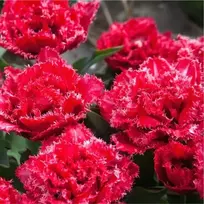 Pilnavidurė šerkšnotoji tulpė "Bendigo" - 5 vnt.