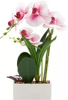 Home4You Orchidėja „GREENLAND“ H41 cm, baltame vazonėlyje, šviesiai rožinė gėlė