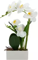 Home4You Orchidėja GREENLAND H41cm baltas vazonas, baltos gėlės
