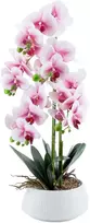 Home4You Orchidėja GREENLAND H68cm baltas vazonas, šviesiai rožinės gėlės