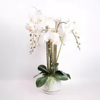 Home4You Orchidėja GARDEN QUEEN A68cm, balta