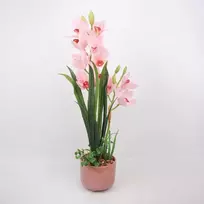 Home4You Rožinė Orchidėja GARDEN QUEEN H70cm, šviesiai rožinė