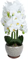 Home4You Orchidėja SODE H72cm pilkas vazonas