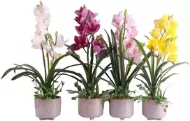 Home4You Dark Orchidėja GARDEN QUEEN H70cm, tamsiai rožinė