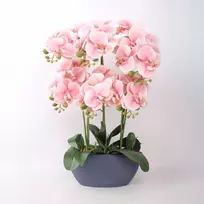 Home4You Rožinė Orchidėja GARDEN QUEEN A64cm, šviesiai rožinė