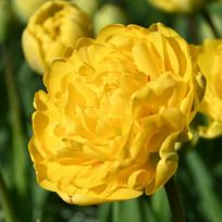 Svogūnėliai Tulpė pilnavidurė "Yellow Pomponette" - 5 vnt.