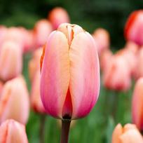 Svogūnėliai Tulpė Darvino "Apricot Impression" - 50 vnt.