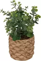 Atmosphera Dirbtinis eukaliptas JAYE keraminiame vazonėlyje, aukštis 27 cm