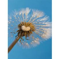5D DIY Diamond Wall Painting Sticker Suitable Dandelion Plant Picture Full Drill Cross Stitch 20X30CM