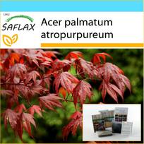 SAFLAX Dovanų rinkinys – Raudonasis japoniškas klevas – 20 sėklų – Su dovanų dėžute, kortele, etikete ir vazono substratu – Acer palmatum