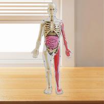 Human Body Model Toy Teaching Material Montessori Play Set that Glows in The Dark for