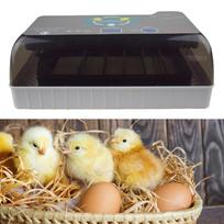 Visiškai automatinis kiaušinių inkubatorius LED inkubatorius su skaidriu dangčiu 32,5x21x12cm