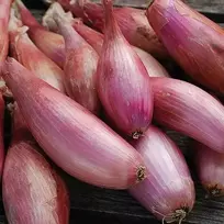 Svogūnų laiškai sodinimui ZEBRUNE 500g