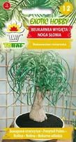 Toraf sėklos eaucarnea recurvata „Dramblio koja“ 1 pakuotė 5 vnt.