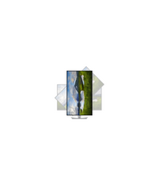 Dell P3225QE | 32 " | IPS | 4K UHD | 16:9 | 100 Hz | 5 ms | 3840 x 2160 pixels | 350 cd/m² | HDMI ports quantity 1 | Warranty 60