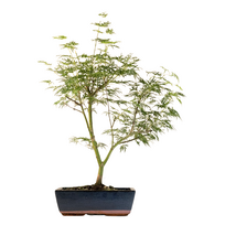 Klevas Acer palmatum ,,Emerald Glace'' P25
